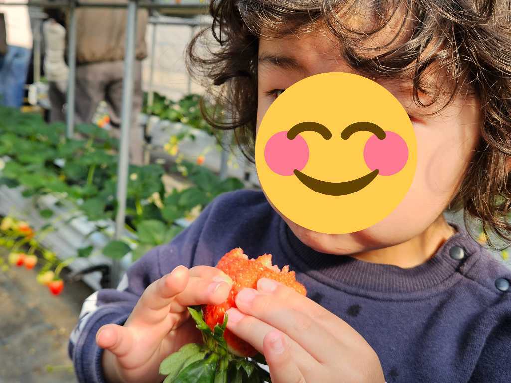 いちご狩りを楽しむ子ども