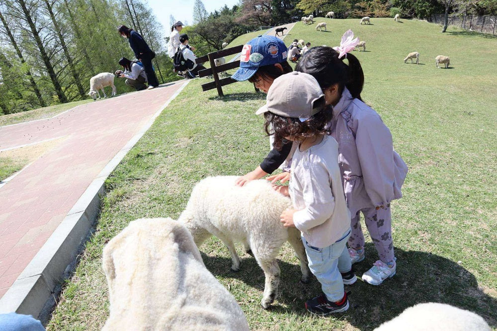 神戸の六甲山牧場の羊とたわむれる子どもたち