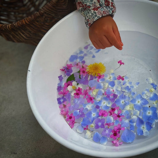紫陽花
