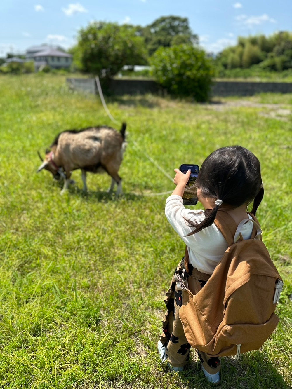 山羊のモモさんとお別れ