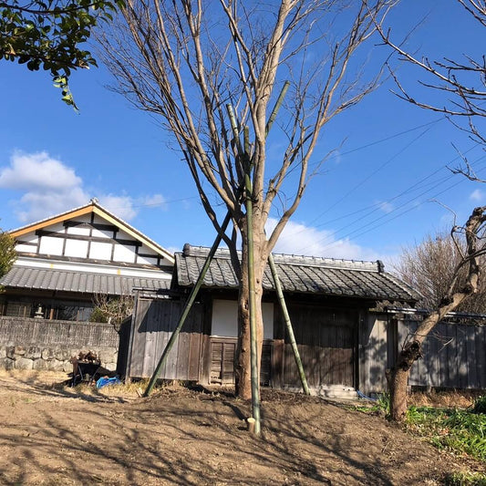 大きなケヤキが植わりました