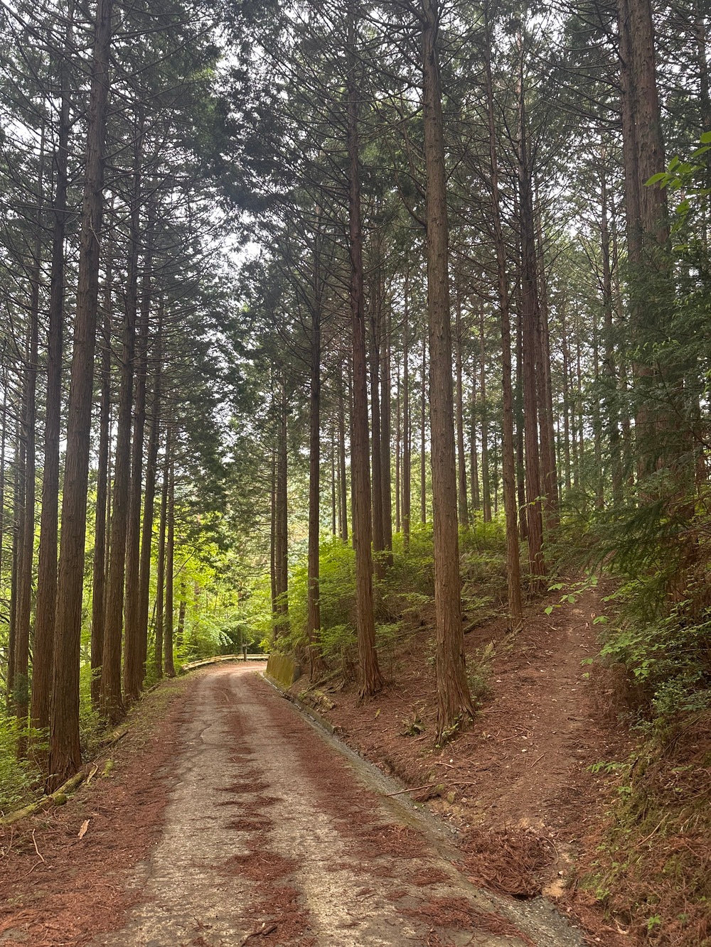 山に行ってきた