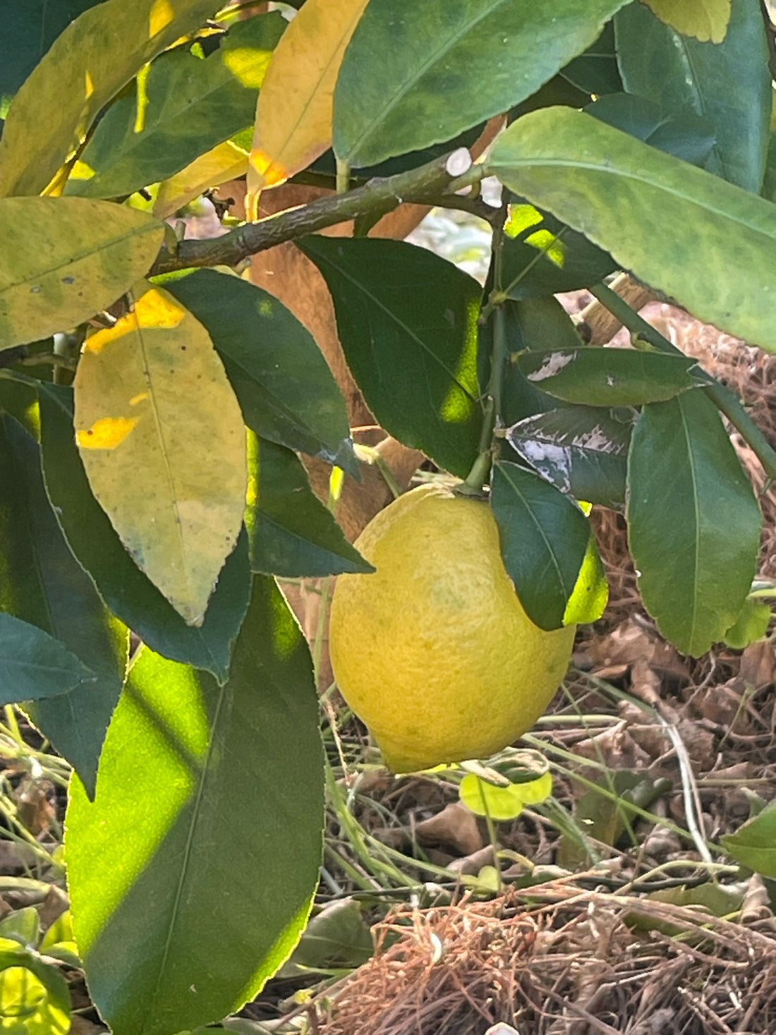 【委員会活動報告】レモンの収穫